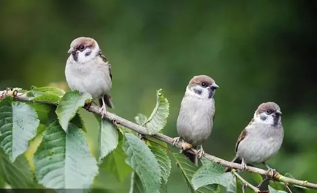 麻雀欢歌合唱,雀跃的麻雀