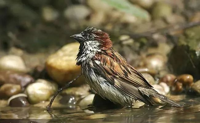 麻雀欢歌合唱,雀跃的麻雀