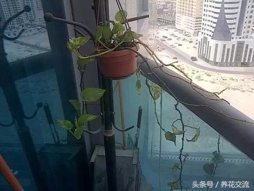绿萝水培到土培注意事项,办公室的土培绿萝怎么养才能养好