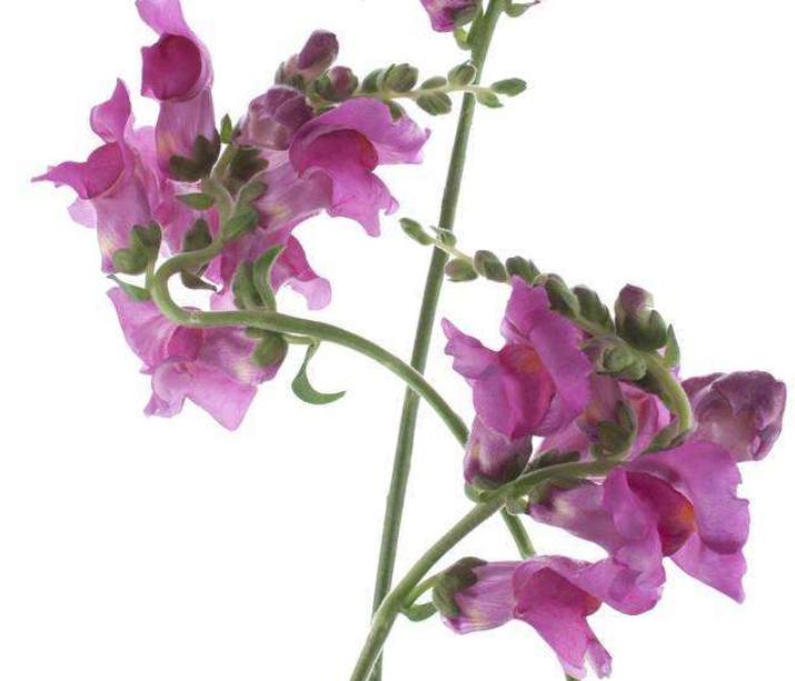 重瓣大花金鱼草的养殖方法,有关金鱼草的养殖方法和注意事项