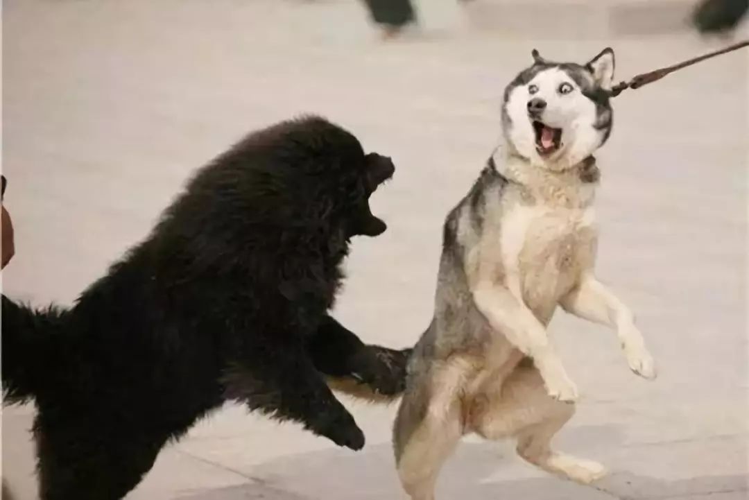 狗狗发情的二三事儿「养宠学院」