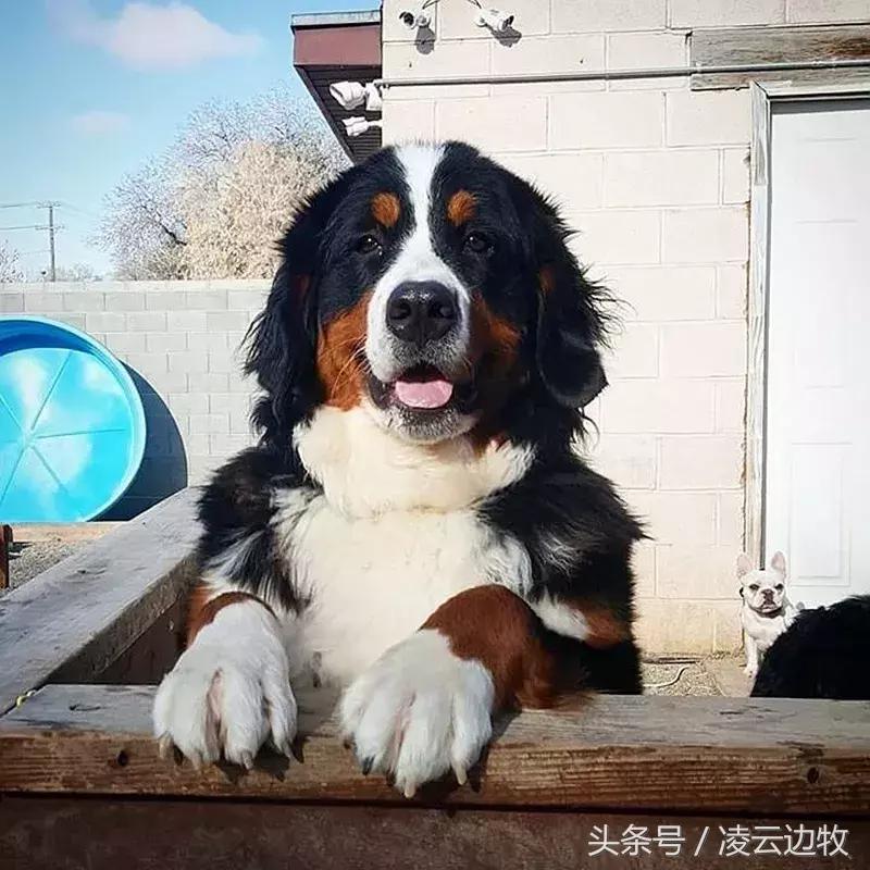 痒痒痒救救小主吧！狗狗出红疹怎么办？