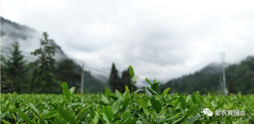 干旱天气对茶叶的影响,高温干旱对茶树的影响