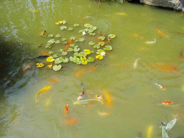 新手鱼池养锦鲤的技巧和方法,锦鲤鱼池养护管理方案及流程图片