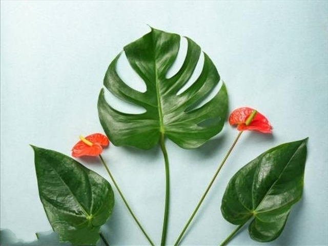 红掌怎样修剪才能长得更大,红掌怎样修剪才能长得更高