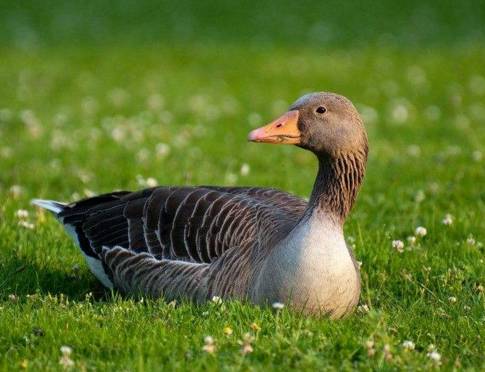 农村小型厂致富商机,农村商机加盟项目