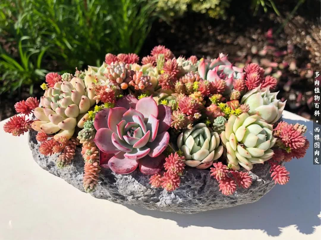 美国多肉,多肉西雅图