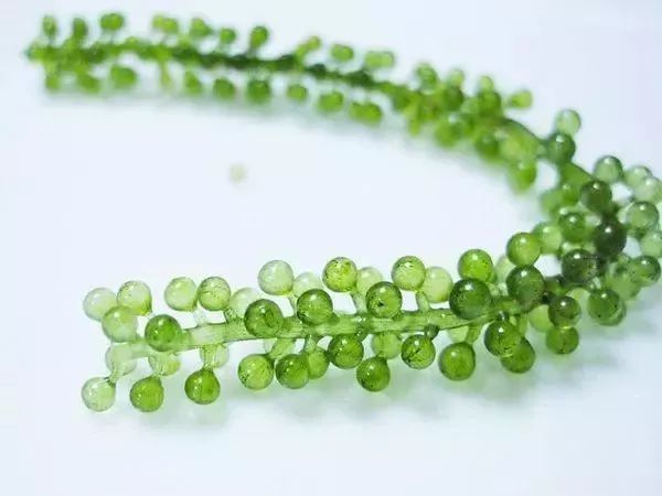 秦岚护肤日常,秦岚的护肤日常