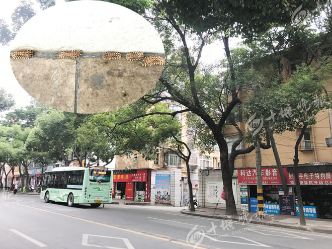 行道树突然脱落,行道树一直掉树叶