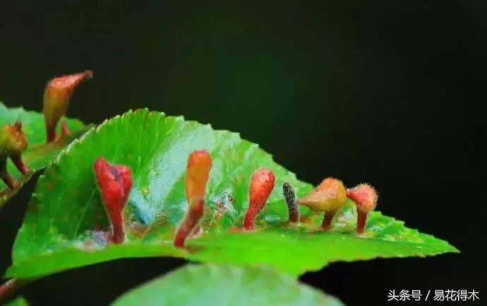 观赏植物长“痘”怎么办