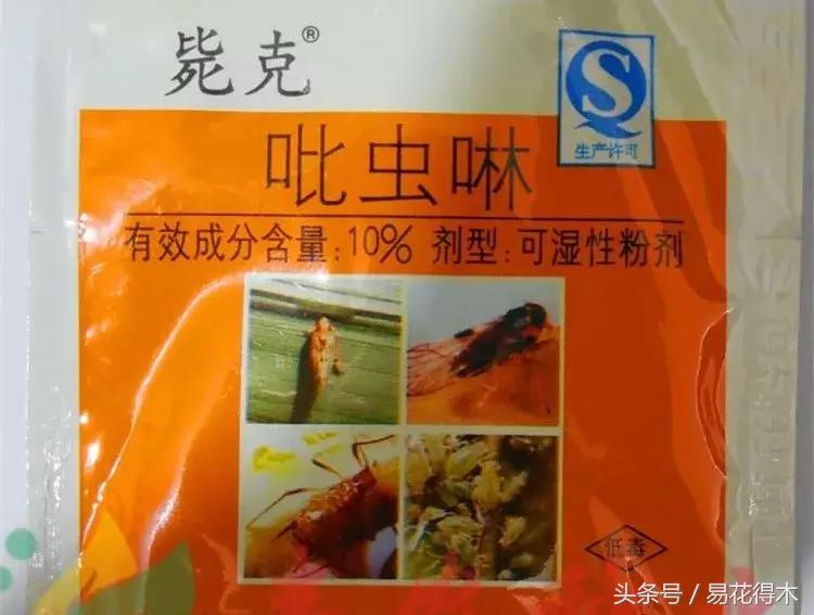 观赏植物长“痘”怎么办