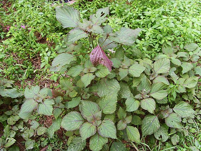 泡菜生白花用紫苏怎么处理,紫苏能去除泡菜白花吗