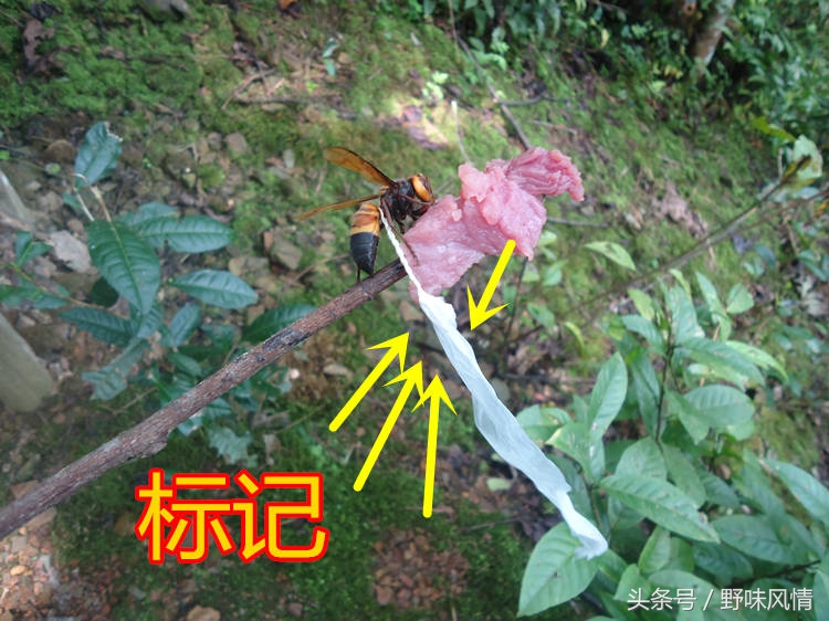 蜂箱旁诱捕马蜂的最佳方法,诱蜂洞如何引诱马蜂