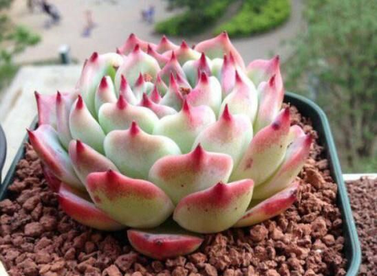 多肉总是掉花瓣怎么处理,多肉容易掉叶子的问题