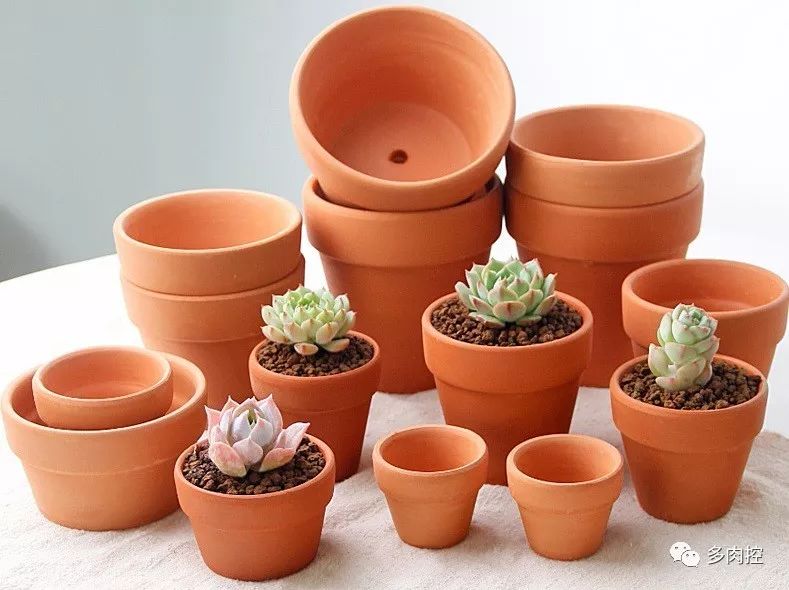 如何养好多多肉,怎么才能养好多肉盆栽