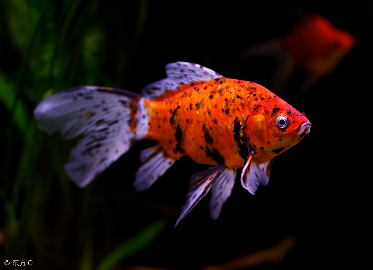 观赏鱼烂头烂尾用庆大霉素可以吗,观赏鱼鱼尾有白点烂尾要用什么药