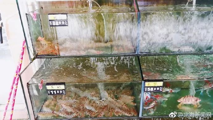 北海涠洲岛随记,记录涠洲岛之行