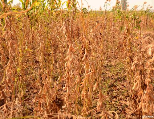 进口大豆价格预计6月下跌还是涨,当前国产大豆什么价格了