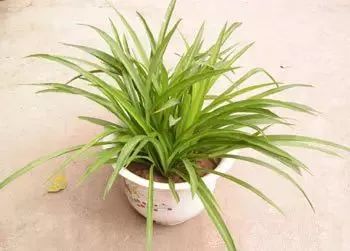 养花怎么处理病虫,养花怎么防止烂根