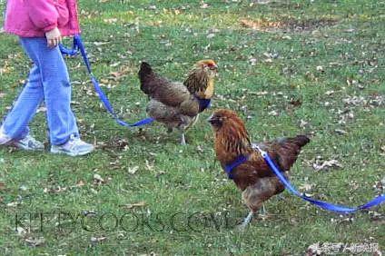 越来越多人养鸡当宠物，还有人卖鸡尿布发财了……