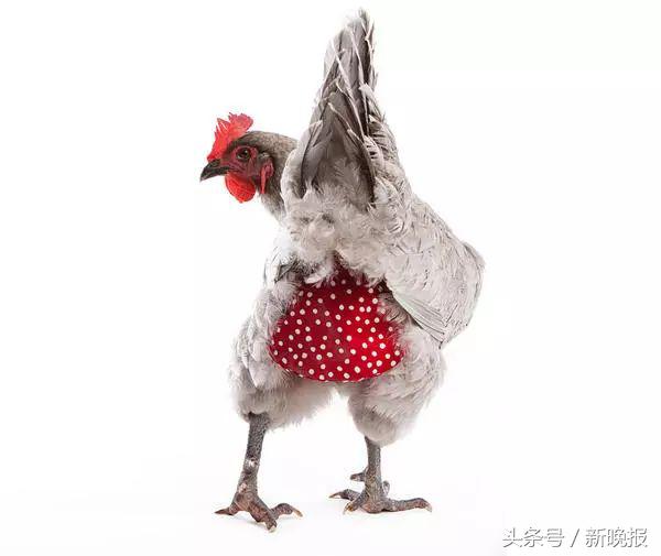 越来越多人养鸡当宠物，还有人卖鸡尿布发财了……