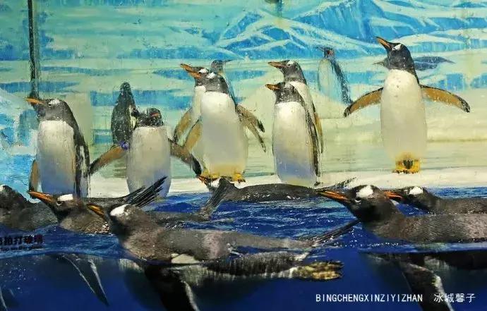 哈尔滨极地公园极地馆时间,哈尔滨极地公园和极地馆区别