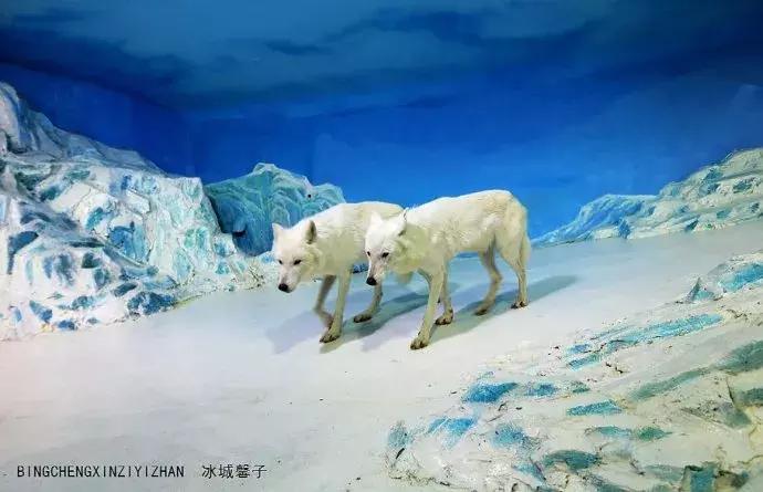 哈尔滨极地公园极地馆时间,哈尔滨极地公园和极地馆区别