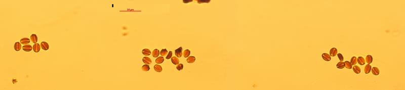 铁树开花为啥要一千年,铁树开花臭味相投