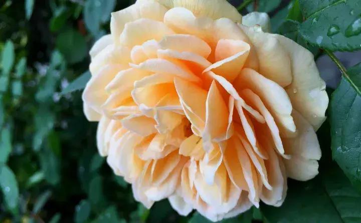 这些小东西不赶紧杀，一夜把花全啃成猪头，肠子都要悔青了！