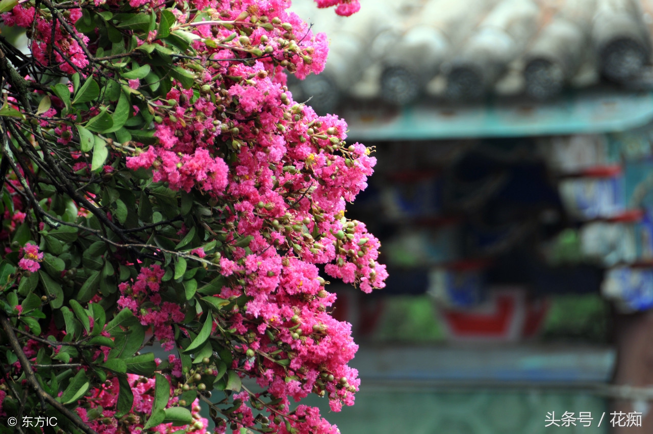 漂亮的紫薇花开了,紫薇哪个品种最好养
