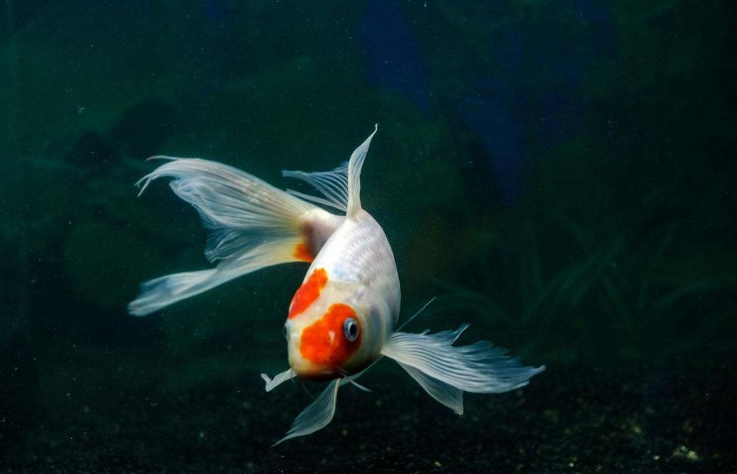 金鱼冷水鱼如何正确饲养,什么金鱼好养耐活冷水鱼无需打氧