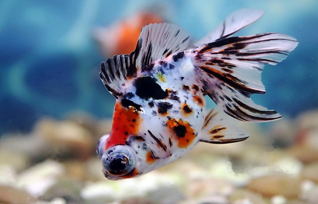 金鱼冷水鱼如何正确饲养,什么金鱼好养耐活冷水鱼无需打氧