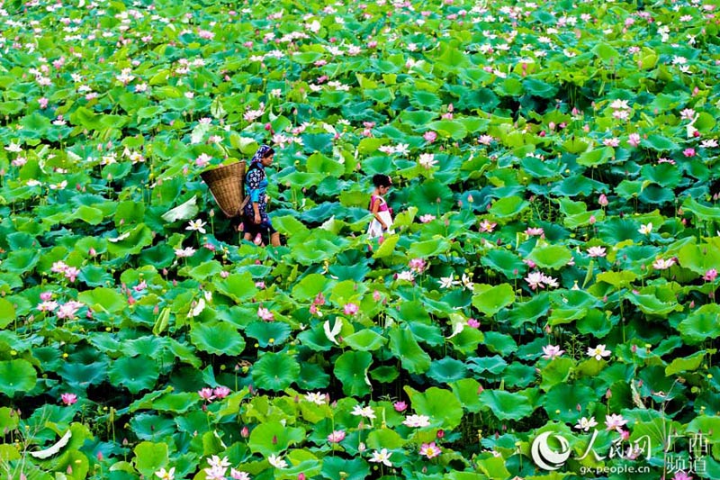 甯﹀姩鍐滄皯澧炴敹鑷村瘜鍔╁姏涔℃潙鎸叴,甯﹀姩鍐滄皯澧炴敹鑷村瘜鍔╂帹涔℃潙鎸叴