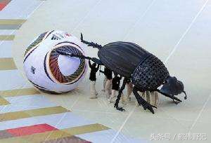 山海经异兽帝江长什么样,山海经异兽录蚩尤跟帝江谁厉害