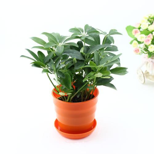 家里种植防辐射的植物,什么小植物可以防辐射