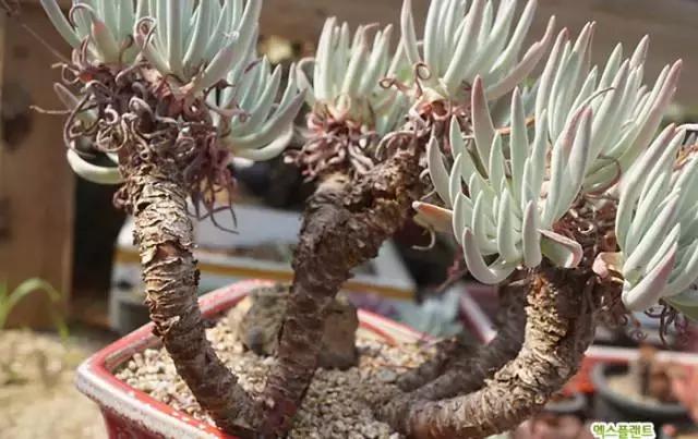 多肉老桩,美到爆炸,拥有一株做梦都会笑!
