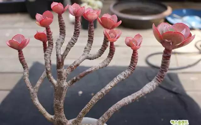 多肉老桩,美到爆炸,拥有一株做梦都会笑!