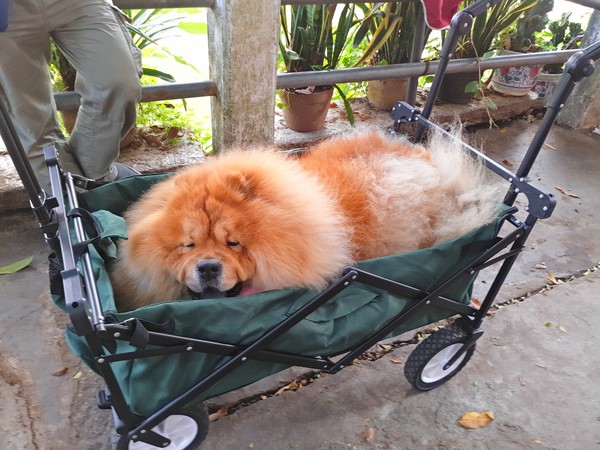 顺德逢简水乡出名小店,顺德逢简水乡属于哪个镇