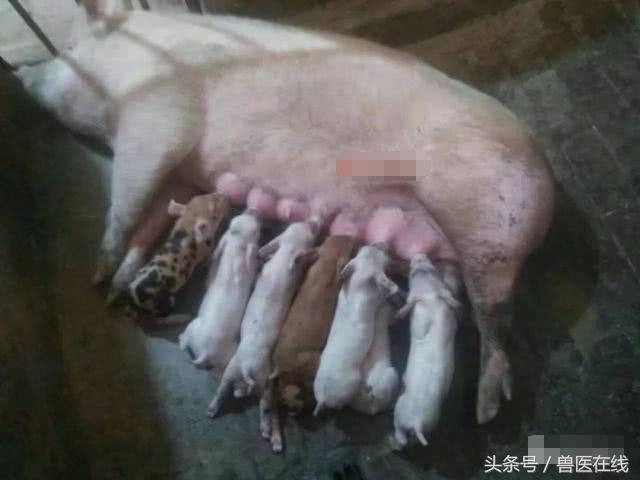 母猪乳房炎打什么针好得快,哺乳母猪得了乳房炎怎么办