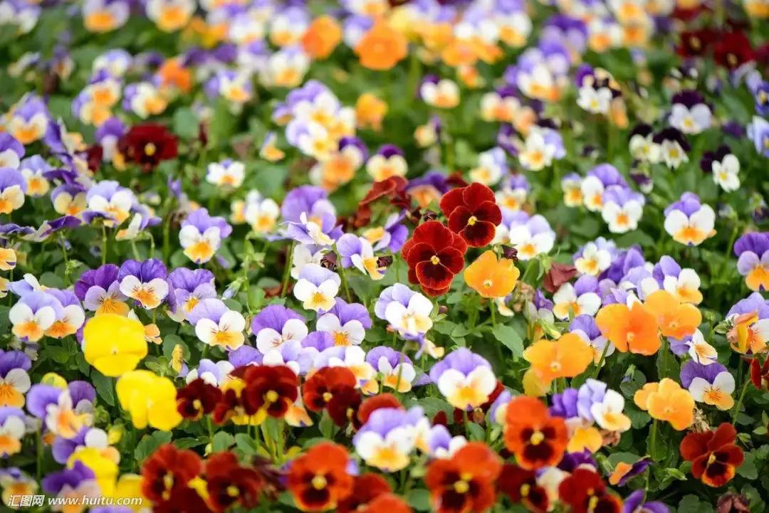 三色堇的科属,三色堇角堇