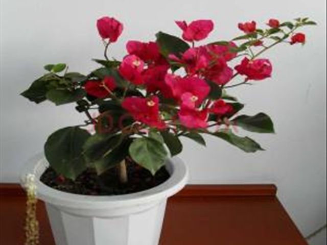 中国红三角梅叶子发卷吗,三角梅干的叶子发卷怎么办