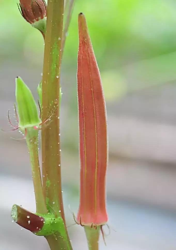 秋葵与曼陀罗的区别,秋葵与曼陀罗花