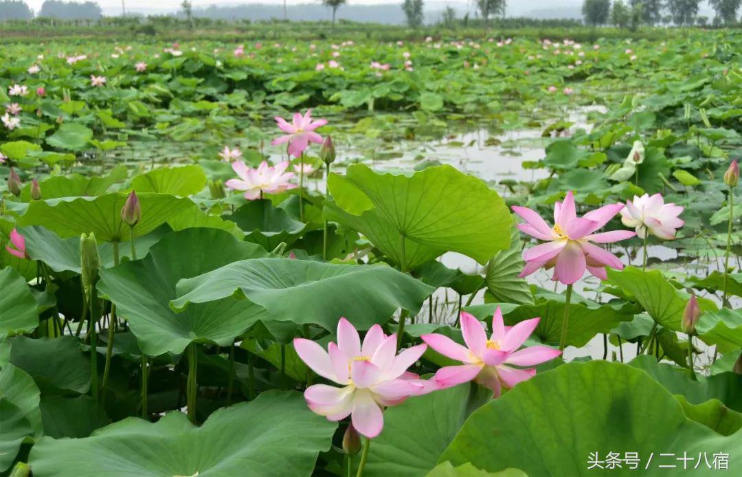 陈柏霖一个人的旅行,陈柏霖花少完整版视频