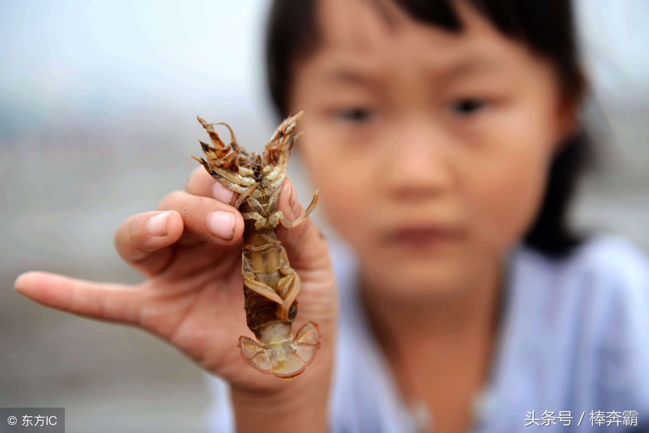 森林里容易咬人的小虫子有哪些,国内常见会咬人的昆虫图片