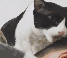 被猫主子舔毛,大早上被猫主子舔醒