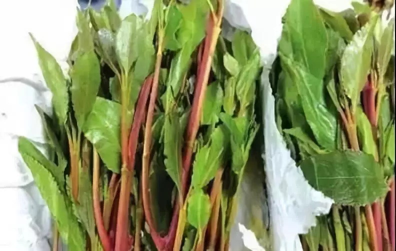 常见有毒性的药片,无毒害的小药片