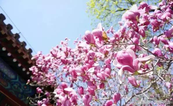 中国最美的寺图片,中国最美的寺庙列表汇编