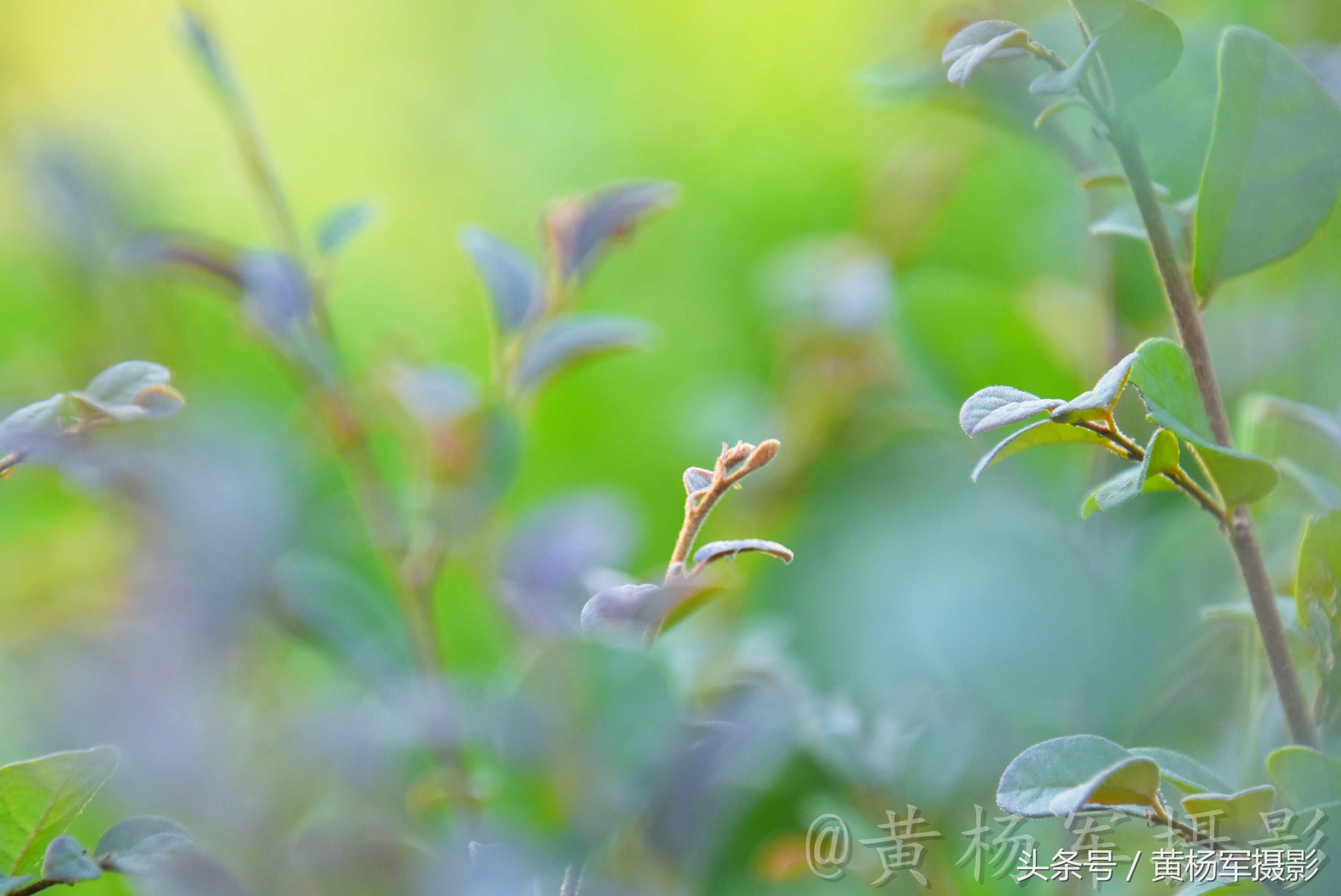 遇见·红花继木·的美