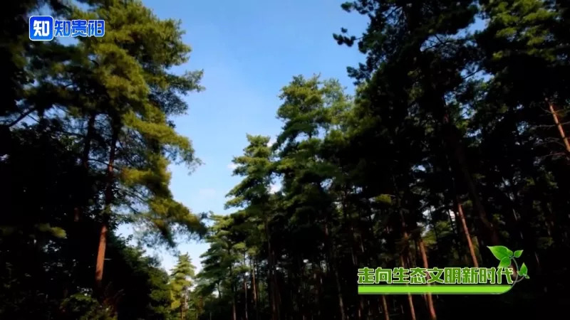 “百山治理”之后，我市这些山体都披上了绿装，有你常见到的吗？