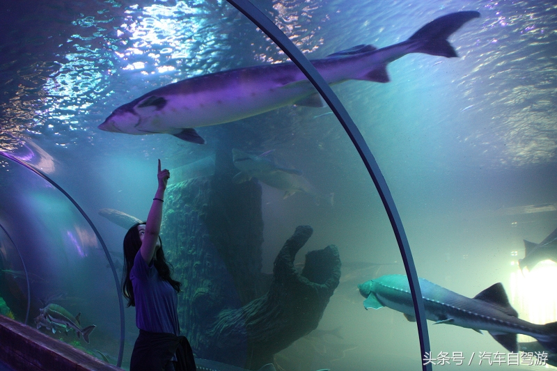 漠河抚远自驾,漠河抚远旅游攻略